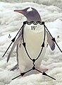 A penguin diagram (superimposed on a Gentoo penguin)