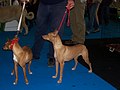 Andalusianpodenco (ei FCI-rotu)