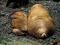 Northern Sea Lion pup with adult female and male, dozing