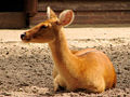 Zoo Berlin Mai 2007