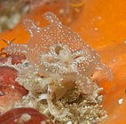 A Lipkea specimen with dense nematocyst clusters