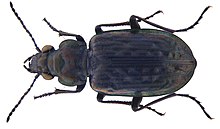 Blethisa multipunctata (Linné, 1758) (3287498757).jpg