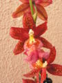 Beallara Odontoglossum