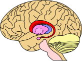 Caudate nucleus