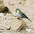 Madeira Chaffinch