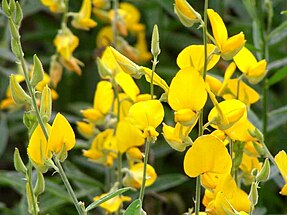 Picture of the Crotalaria spectabilis.