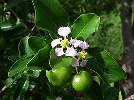 Barbadoksenakerola eli barbadoskirsikka (Malpighia glabra)