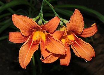 Flores de lírio (Hemerocallis fulva), possivelmente uma variedade híbrida de jardim fotografada na Ucrânia. (definição 5 400 × 3 900)