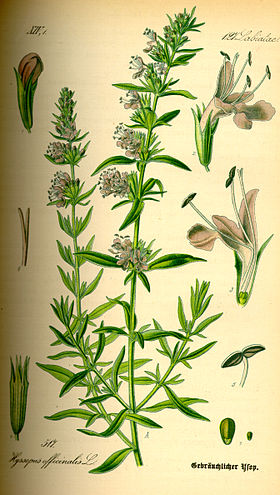 Ilustração Hyssopus officinalis