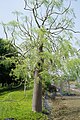 Moringa drouhardii