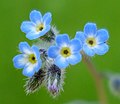 Myosotis ramosissima