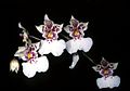 Fleurs d'Oncidium phalaenopsis