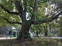 Platane (Platanus acerifolia)