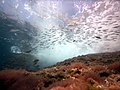 Fotografía submarina de El Portús