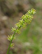 Tofieldia calyculata (Tofieldiaceae)