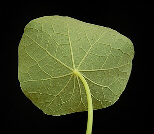 Underside of leaf