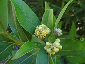 Umbellularia californica