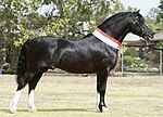 Welsh Pony of Cob Type