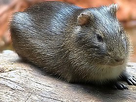 Cavia aperea