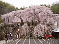 吉田のしだれ桜