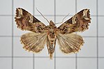 Callopistria juventina – Specimen