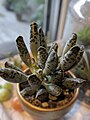 Adromischus cooperi (festivus)