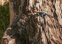 Mâle et femelle Agama agama dans la réserve nationale de Samburu, Kenya.