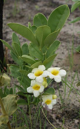 Anemopaegma glaucum no Parque Estadual da Serra dos Pireneus, no Brasil