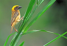 Male P. p. burmanicus showing bright yellow crown