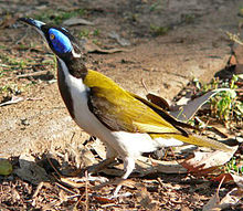 A medium-sized songbird with a prominent blue eye-patch sits on the ground looking up.