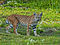 A Bobcat named Bobbie