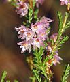 Iarbă neagră (Calluna vulgaris)