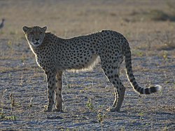 Cheetah, Botswana.