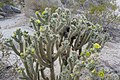 Cholla-cactus met vogelnest