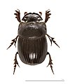 Scarabaeidae - Copris lunaris