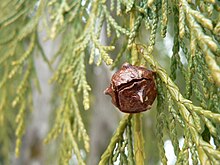 Cupressus nootkatensis 43603.jpg