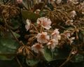 Dombeya ficulnea