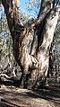 River Red Gum, Eucalyptus camaldulensis