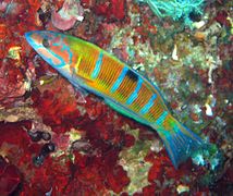 Thalassoma pavo femelle