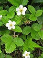 Photo couleur de fleurs blanches sur fond de feuilles dentelées vertes.