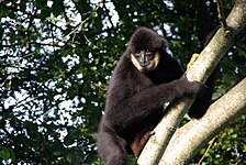 Gibbon