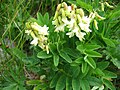 Astragalus frigidus