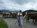 Image 3Seasonal migration to pasture (from Culture of Austria)