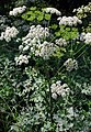 Wiesen-Bärenklau (Heracleum sphondylium)