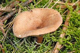 Lactarius helvus