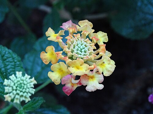 Lantana - Verbénacées