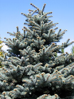 Ezüstfenyő (Picea pungens 'Glauca')