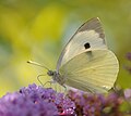 Pieris brassicae