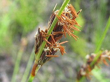 Flowering head showing stigmas and stamens