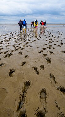 Mudflat-hikers and their tracks